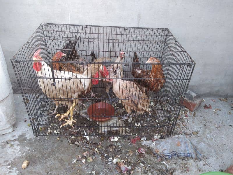 hen pair for sale 0