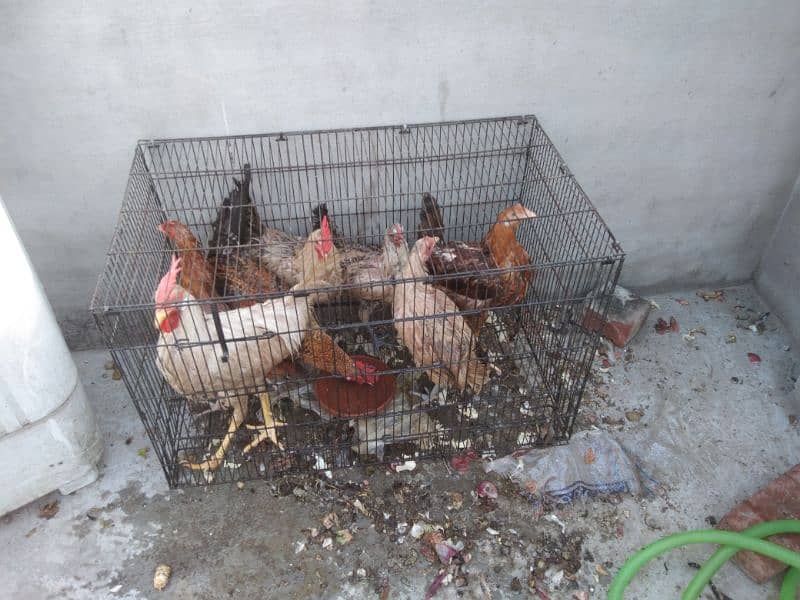 hen pair for sale 1