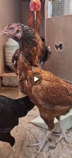 murhi