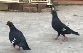 pigeons