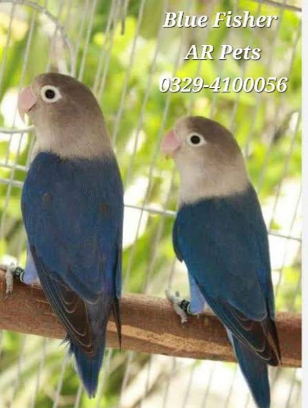 Love Birds For Sale 1