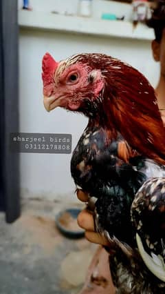 argentino parrot beak aseel male