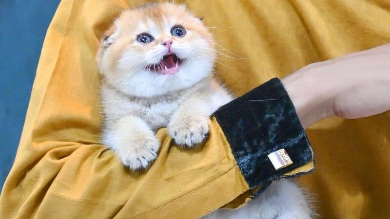 Show Quality Imported Scottish Fold Kitten 0