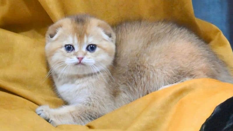 Show Quality Imported Scottish Fold Kitten 2