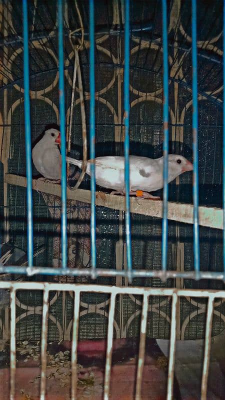 white jawa pair 0