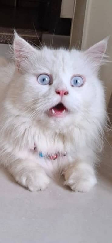 I m selling my Persian male cat with pure blue eyes very healthy 0