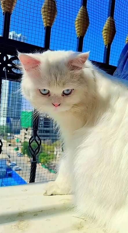 I m selling my Persian male cat with pure blue eyes very healthy 1