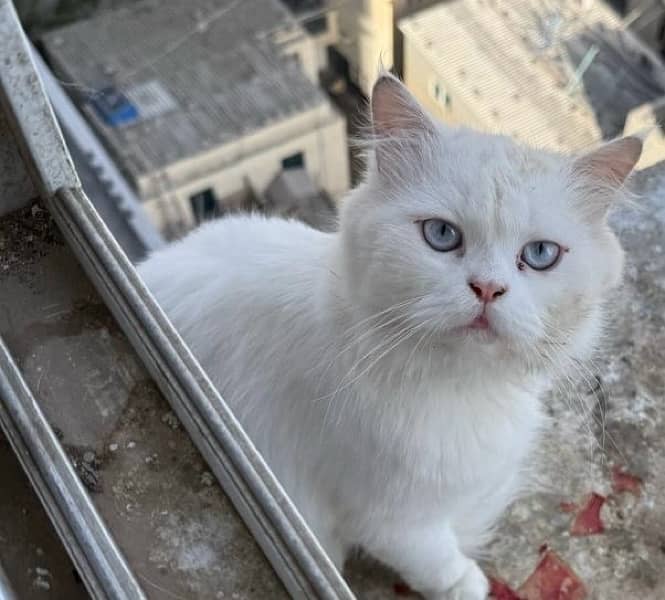 I m selling my Persian male cat with pure blue eyes very healthy 2