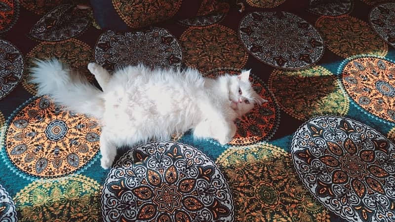 I m selling my Persian male cat with pure blue eyes very healthy 5