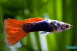 guppy