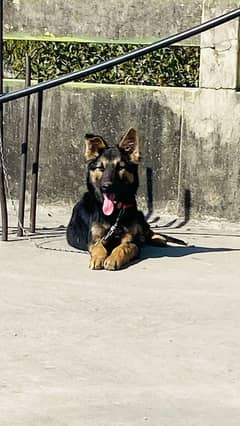 German
