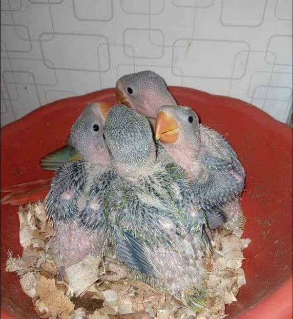 Raw Chicks Healthy and Active 0