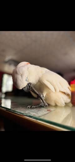 MOLUCCAN COCKATOO