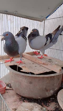 imported bloodline resting patient huge size