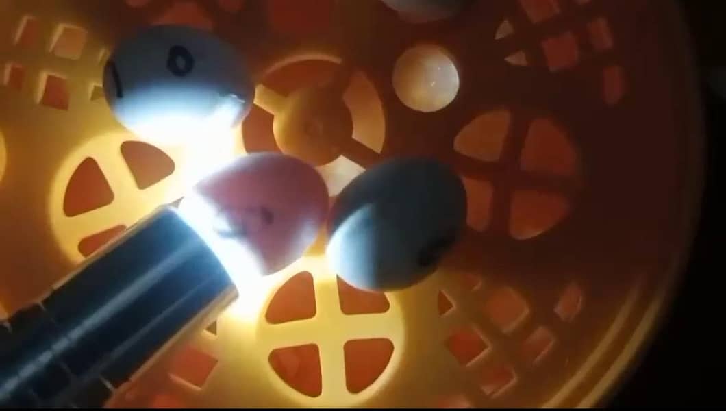 incubator 5