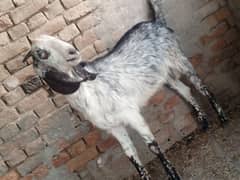 bakra
