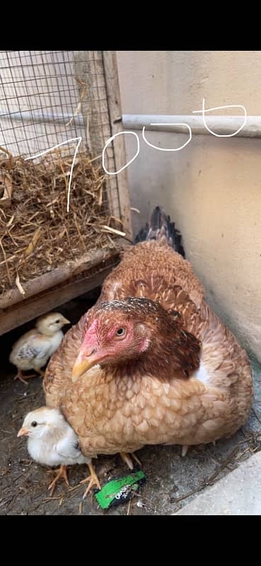 Aseel mianwali hen and 3chicks for sell 6