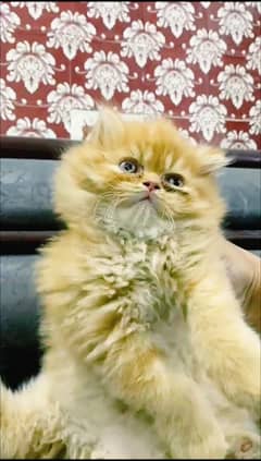 persian kittens | persian cat | fluffy kittens | triple coatted kitten