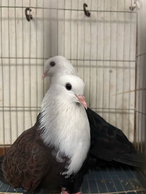 Karbalai Pigeon Breeder Pair | Premium Breed 1