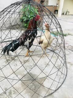 Aseel pair for sale