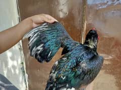jawa pair . . . +1mushki for sale total 1male 2female