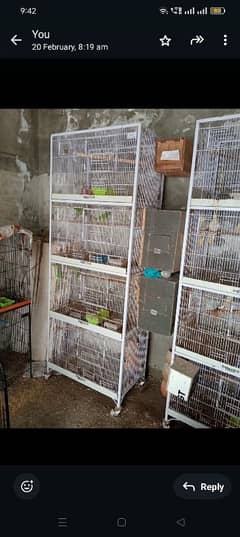 birds