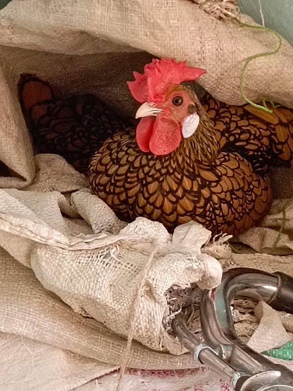 Golden sebright eggs, chicks and breeder trio available 0
