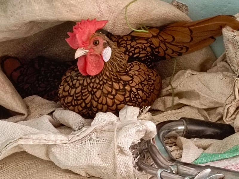 Golden sebright eggs, chicks and breeder trio available 1