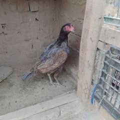 aseel