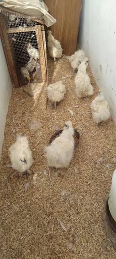 silkie