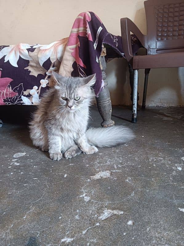 persion cat 1