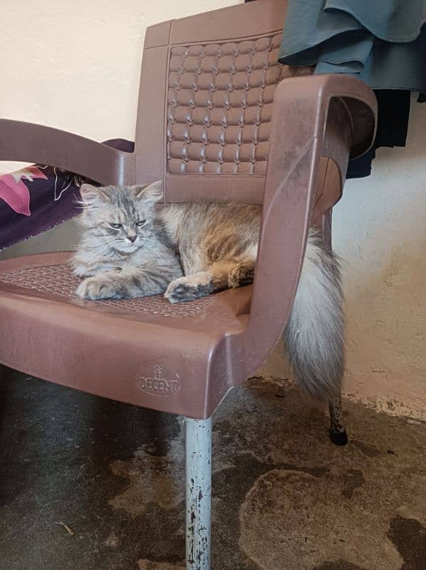 persion cat 2