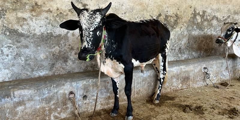Top Quality Bulls for Sale  – Perfect for Qurbani 4