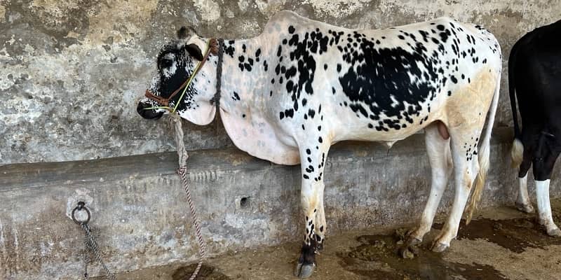 Top Quality Bulls for Sale  – Perfect for Qurbani 5