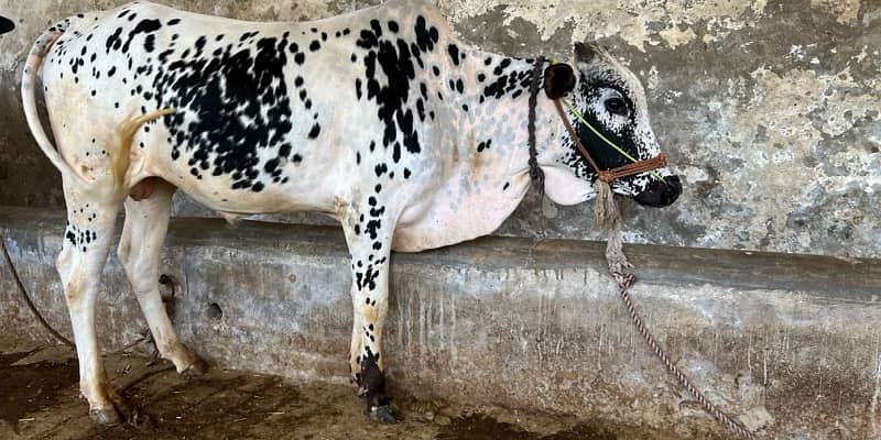 Top Quality Bulls for Sale  – Perfect for Qurbani 6