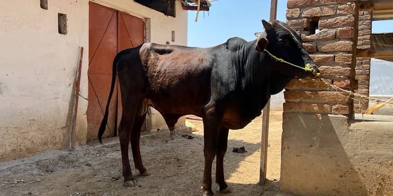 Top Quality Bulls for Sale  – Perfect for Qurbani 7