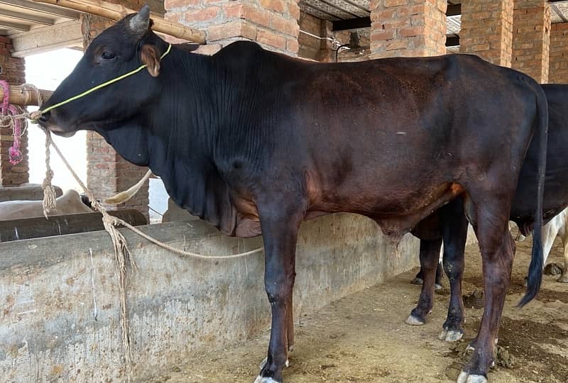 Top Quality Bulls for Sale  – Perfect for Qurbani 8
