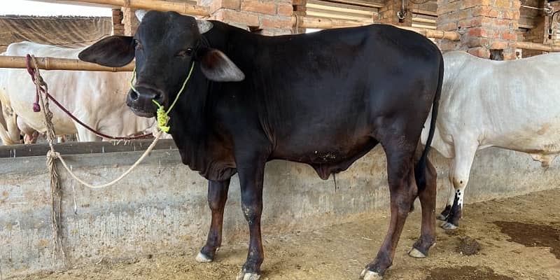 Top Quality Bulls for Sale  – Perfect for Qurbani 11