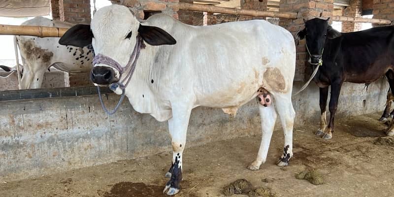 Top Quality Bulls for Sale  – Perfect for Qurbani 12