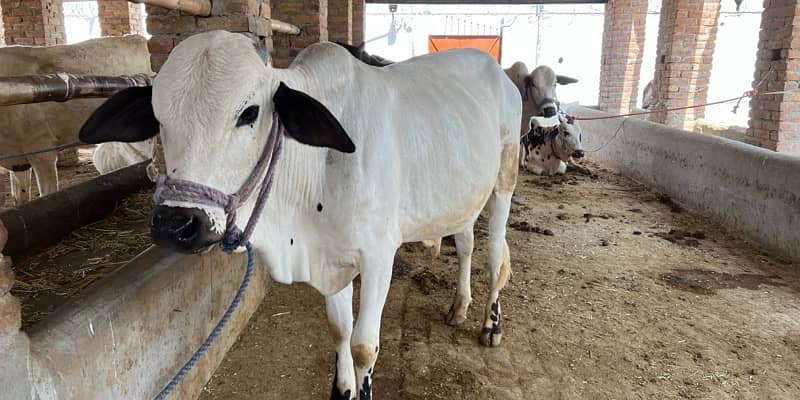 Top Quality Bulls for Sale  – Perfect for Qurbani 13