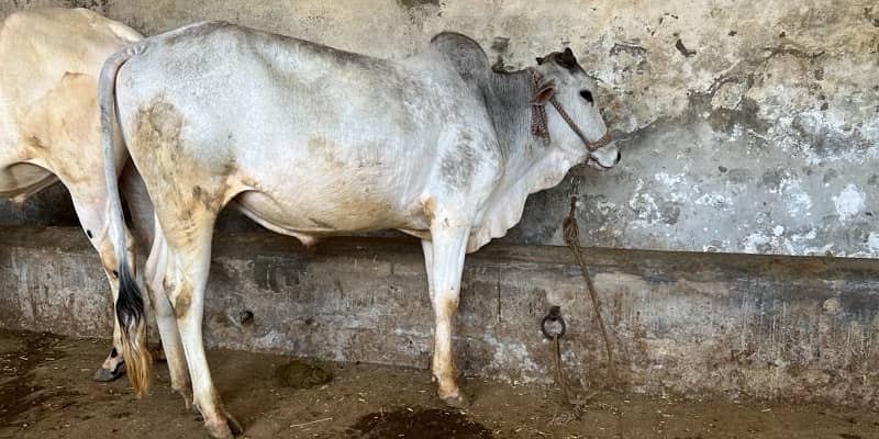 Top Quality Bulls for Sale  – Perfect for Qurbani 14