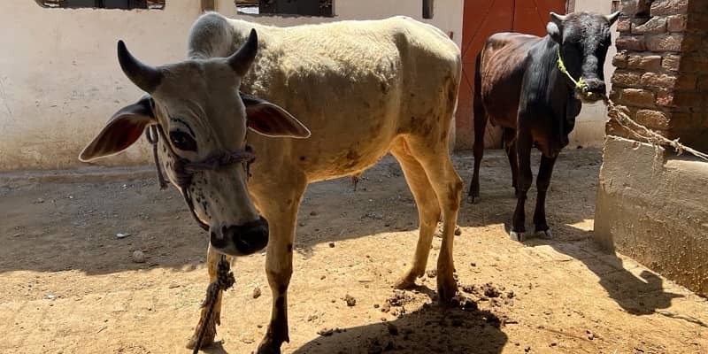 Top Quality Bulls for Sale  – Perfect for Qurbani 15