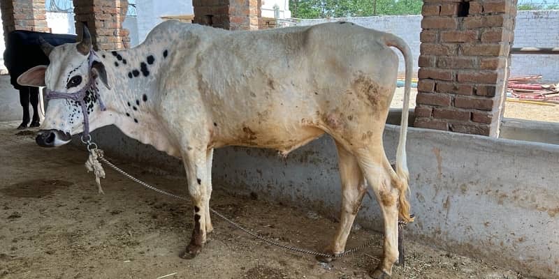 Top Quality Bulls for Sale  – Perfect for Qurbani 16