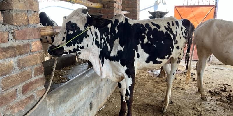 Top Quality Bulls for Sale  – Perfect for Qurbani 17