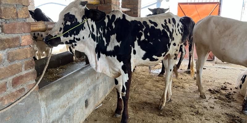 Top Quality Bulls for Sale  – Perfect for Qurbani 18