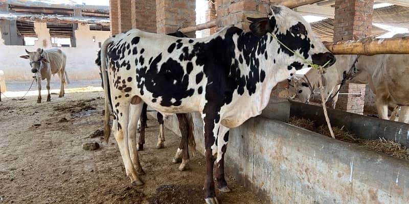 Top Quality Bulls for Sale  – Perfect for Qurbani 19