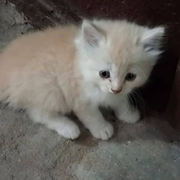 kitten /  Cat/ Persian cat / Persian kitten / long coated cat 0