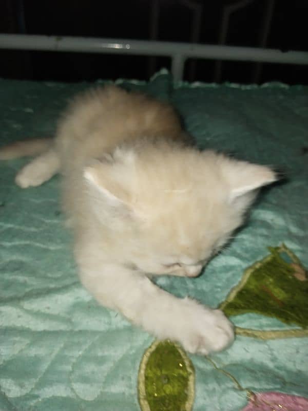 kitten /  Cat/ Persian cat / Persian kitten / long coated cat 6