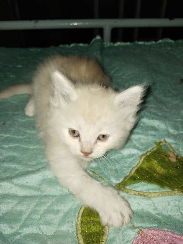 kitten /  Cat/ Persian cat / Persian kitten / long coated cat 5