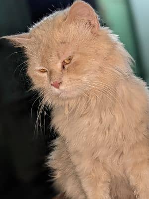 Khan G